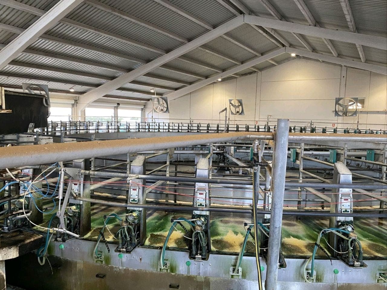 Dairy farm milking 7,000 cows — Spain (2)