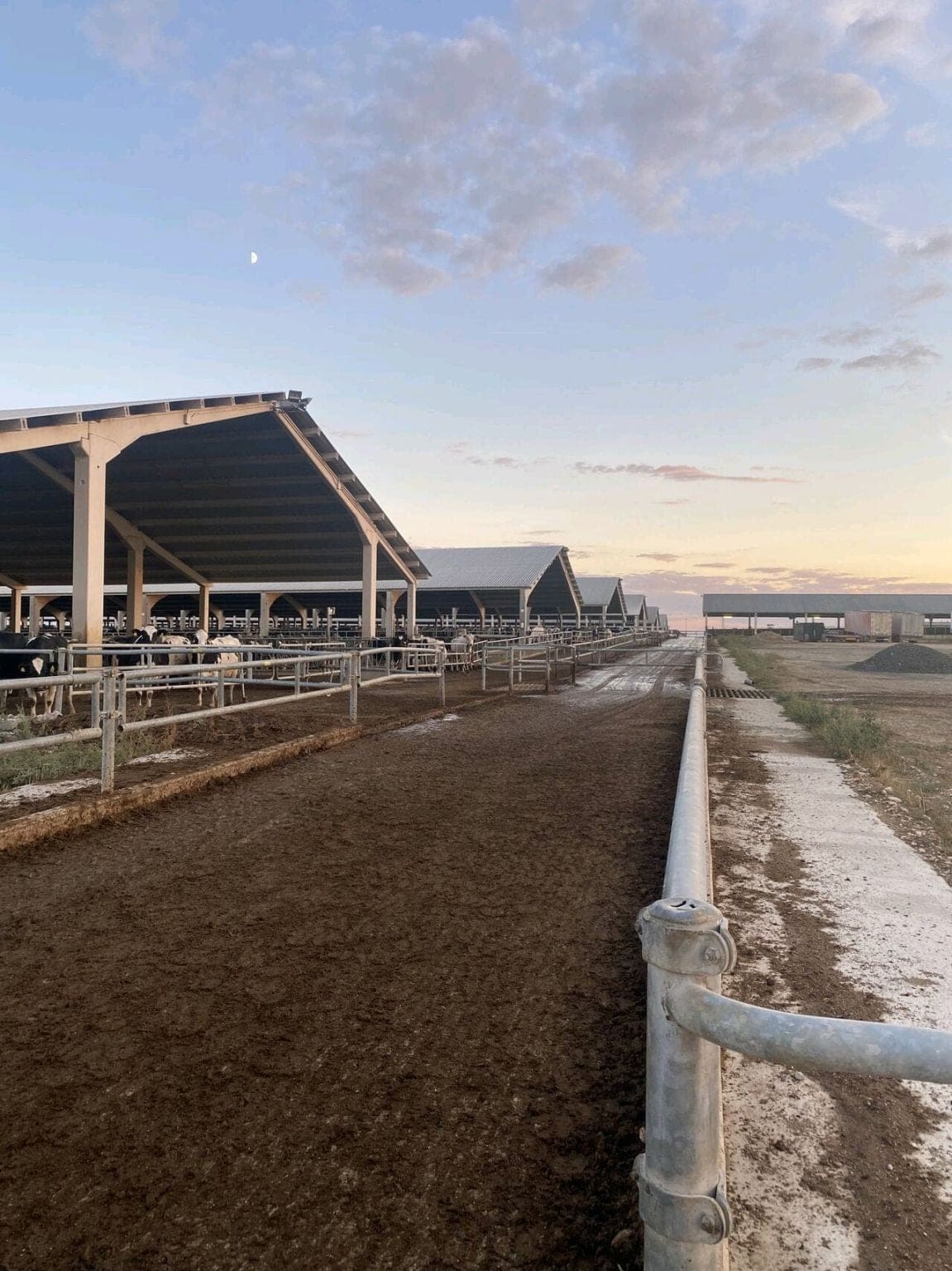 Dairy farm milking 7,000 cows — Spain (5)