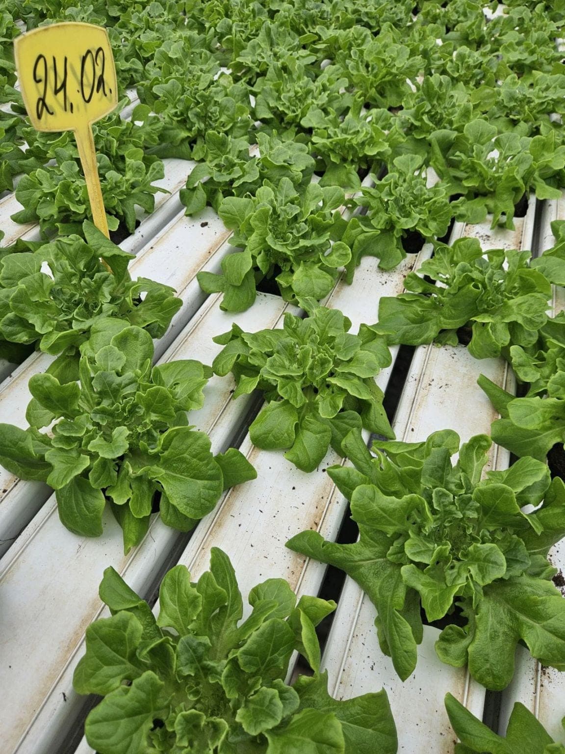 Hydroponischer Salat und Gewächshaustomaten — Polen (5)