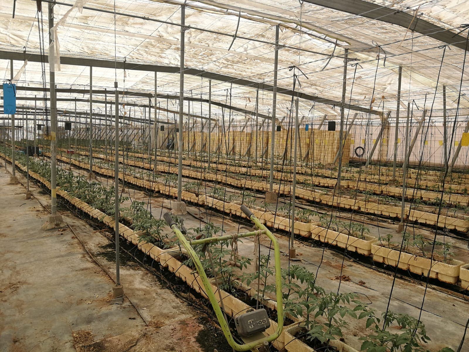 Hydroponische Tomaten auf Kokosfaser — Andalusien, Spanien (2)