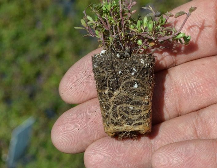 Püsikute ja kõrreliste taimla (7)