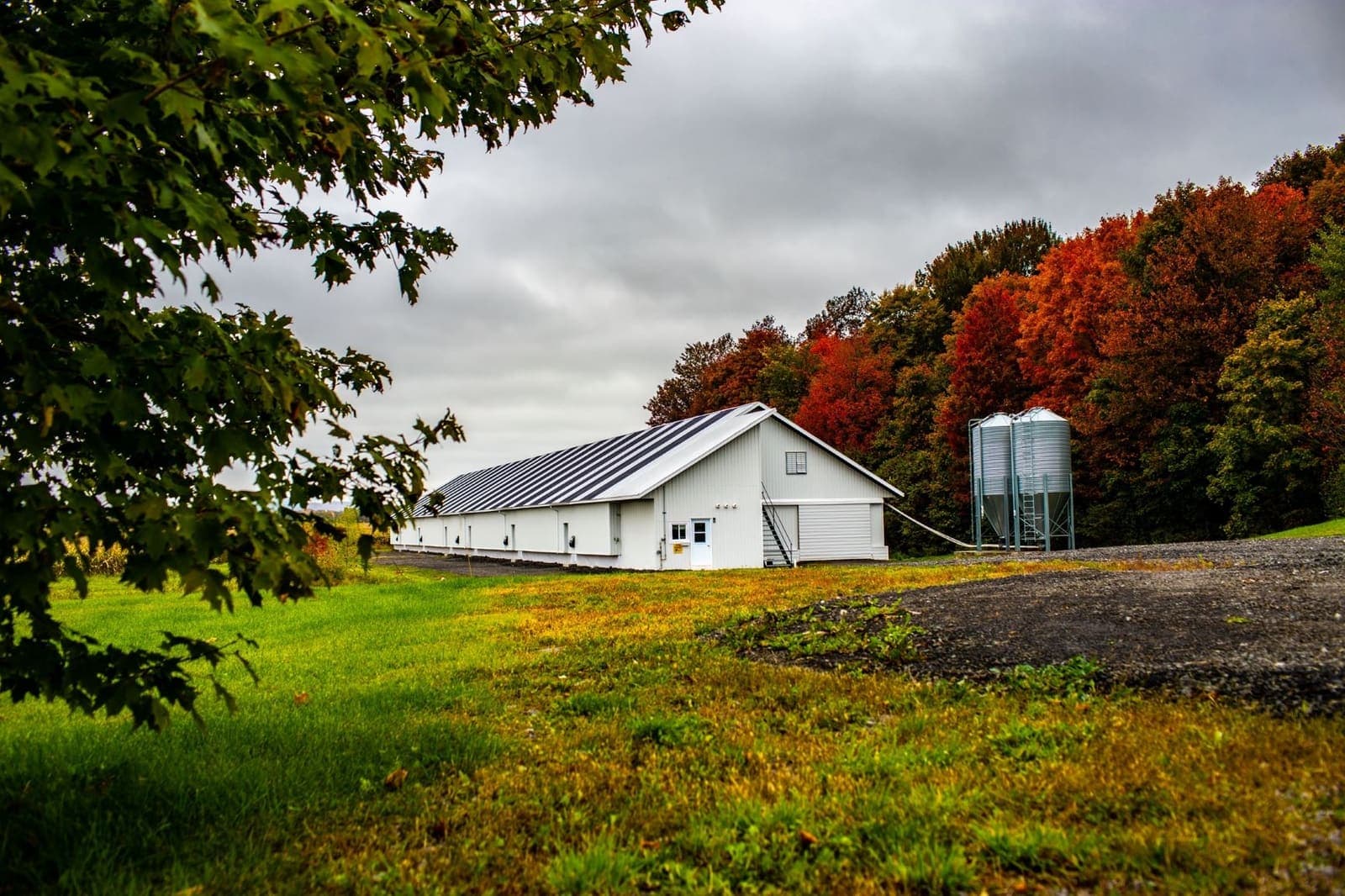 Allevamento avicolo — Québec, Canada (5)